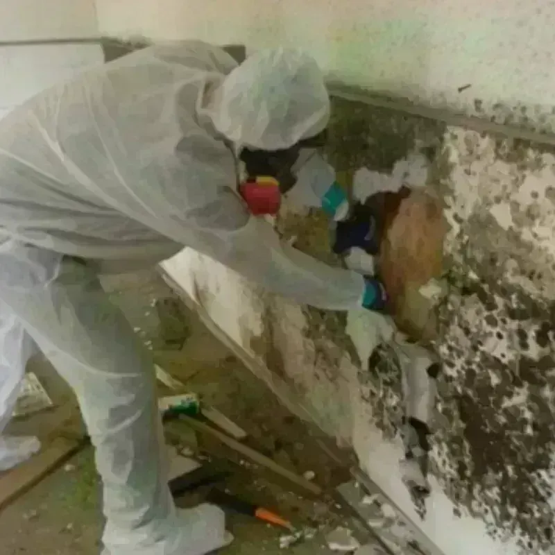 Mold Remediation and Removal in Linden, TN